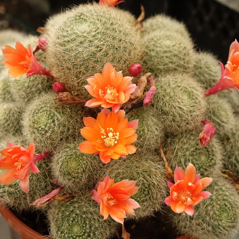 Rebutia sp. (Flowering)