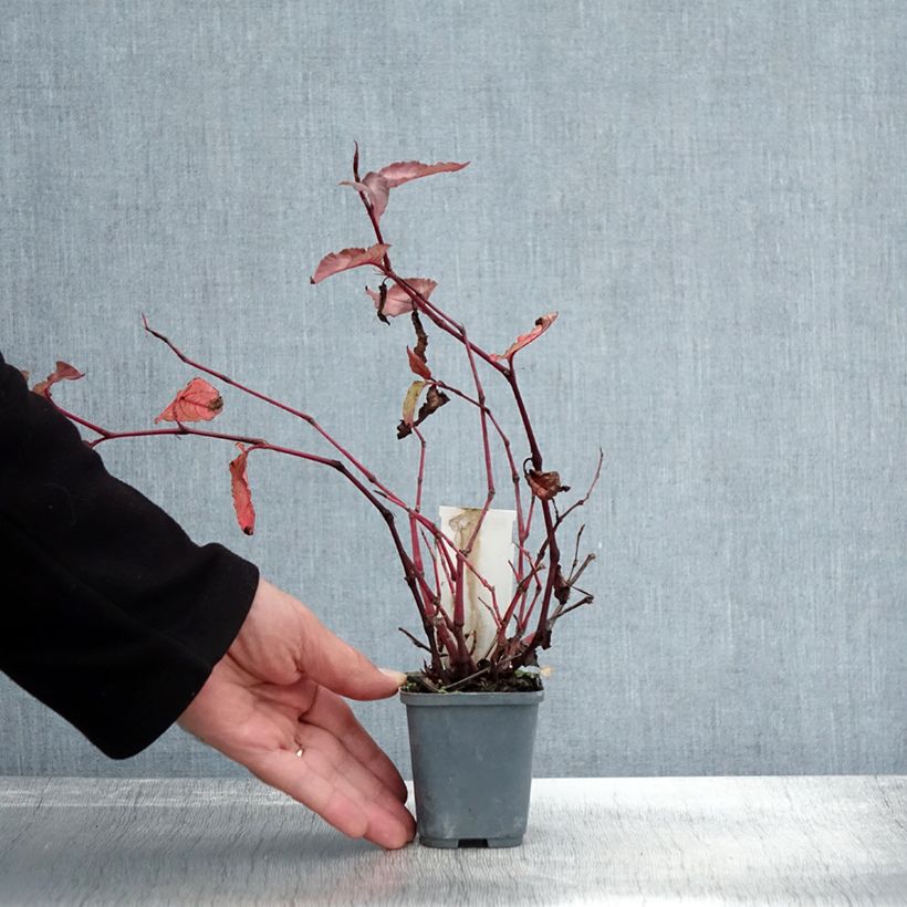 Renouée - Persicaria micro. Red Dragon Godet de 9cm sample as delivered in autumn