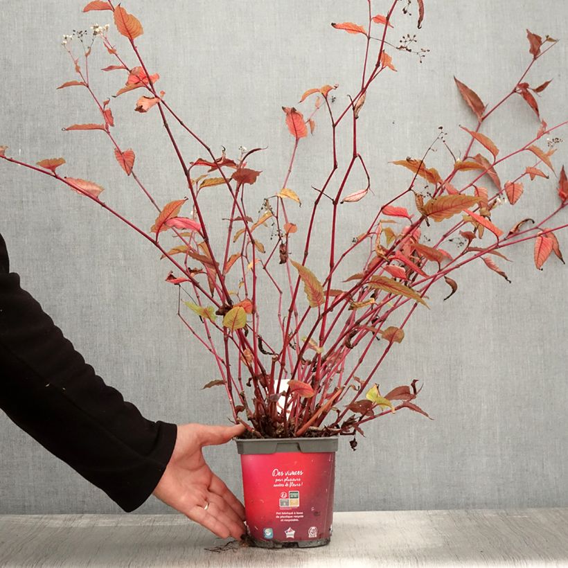 Renouée - Persicaria micro. Red Dragon - Pot de 1.5L/2L sample as delivered in autumn