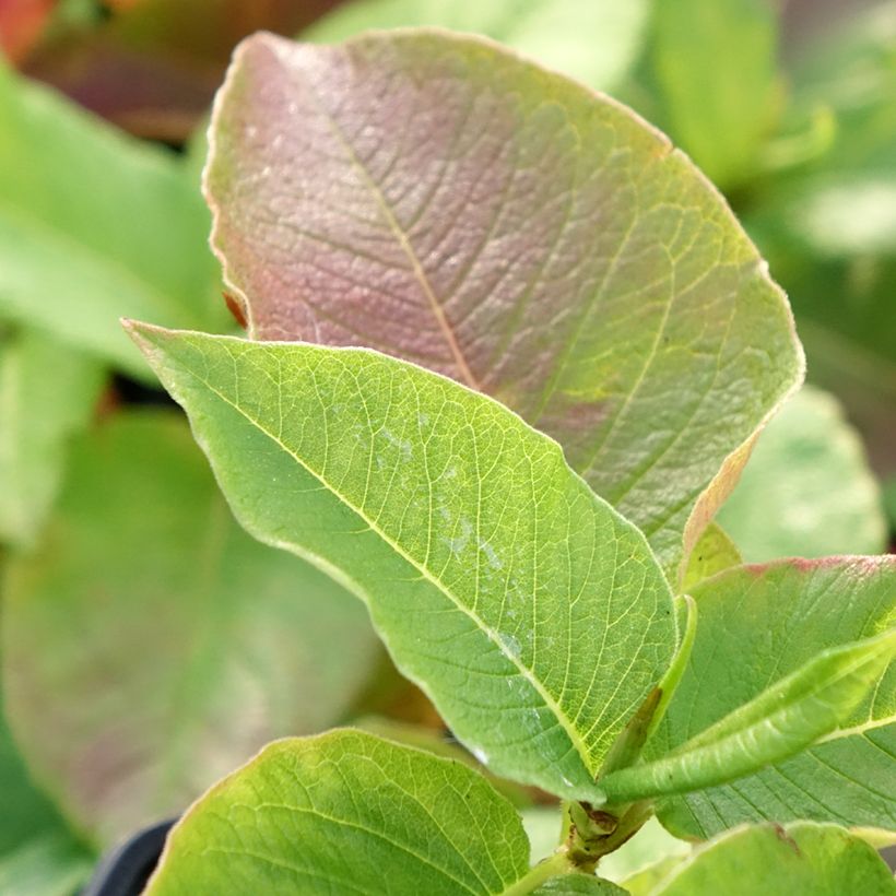 Persicaria weyrichii - Knotweed (Foliage)