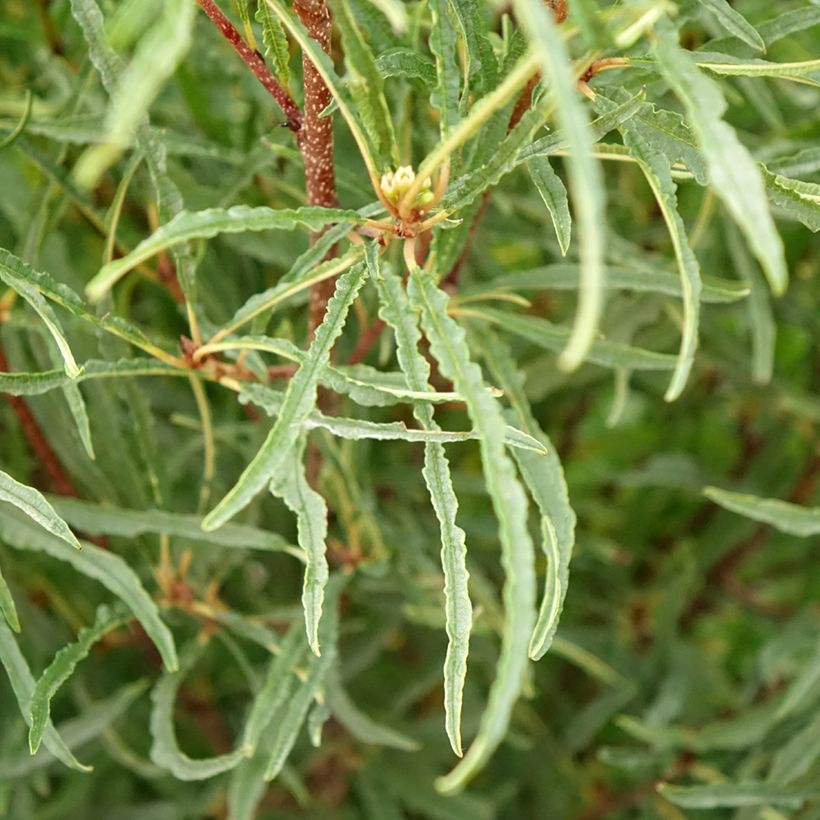 Rhamnus frangula Aspleniifolia - Alder Buckthorn (Foliage)