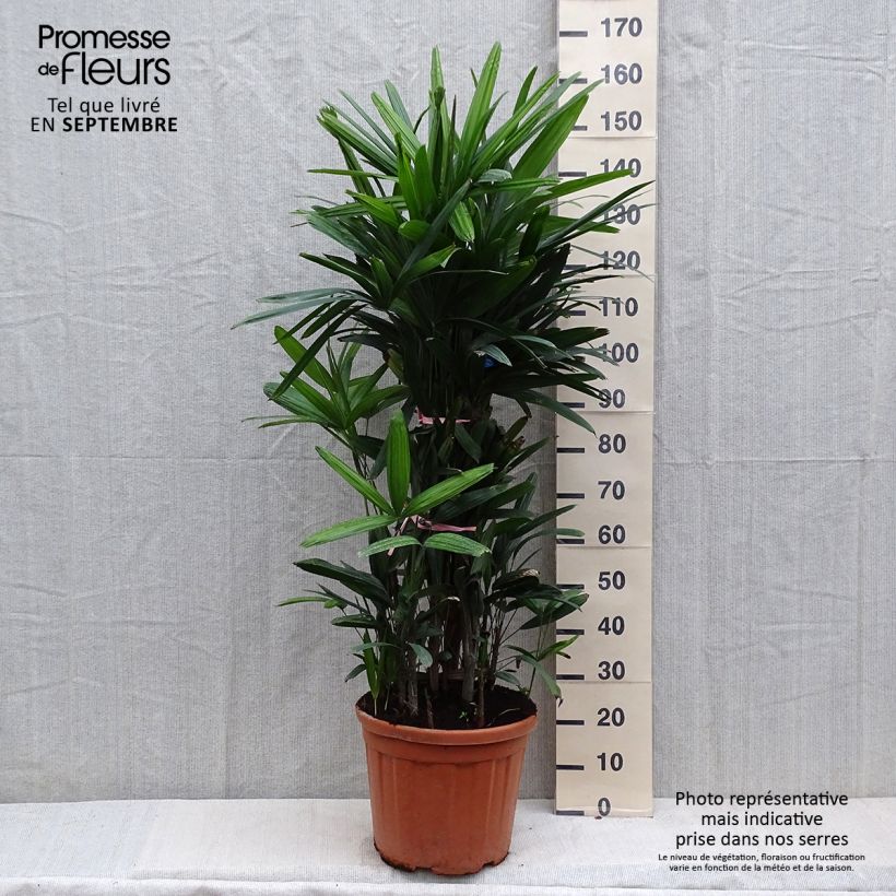 Rhapis excelsa - Palmier bambou Pot de 25L sample as delivered in autumn