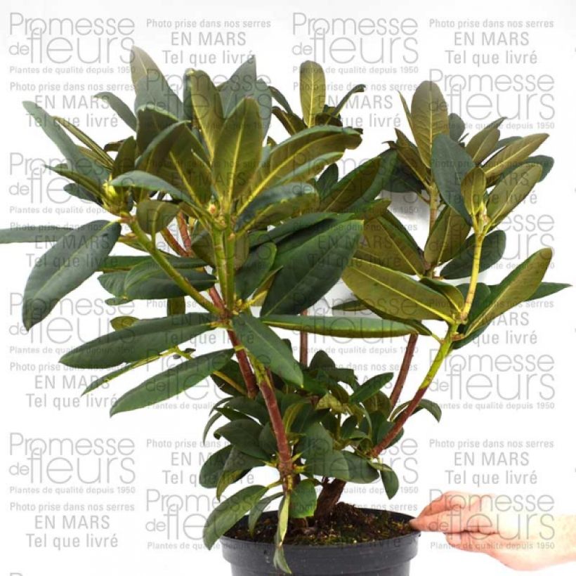 Example of Rhododendron Melville - Grand Rhododendron Pot de 3L specimen as delivered