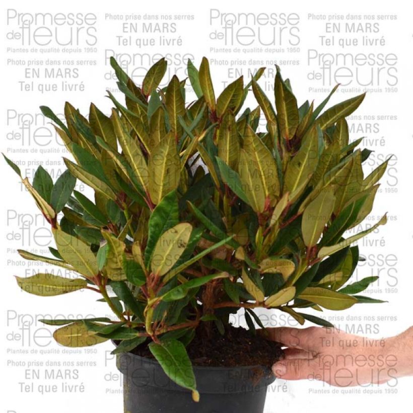 Example of Rhododendron Winsome - Rhododendron nain Pot de 3L/4L specimen as delivered