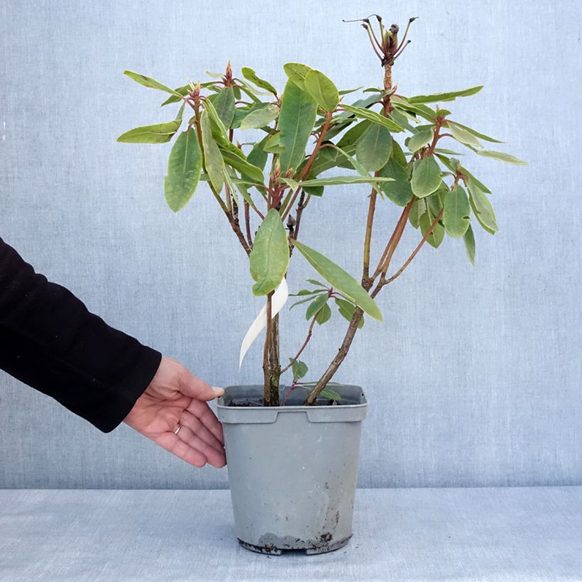 Rhododendron x yakushimanum Bernstein 4L/5L potShipped height around 30/40cm sample as delivered in winter