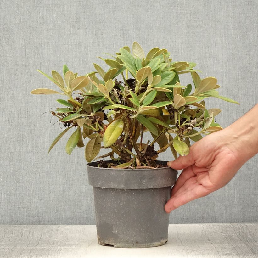 Rhododendron Dusty Miller - Rhododendron nain Pot de 2L./3L. sample as delivered in summer