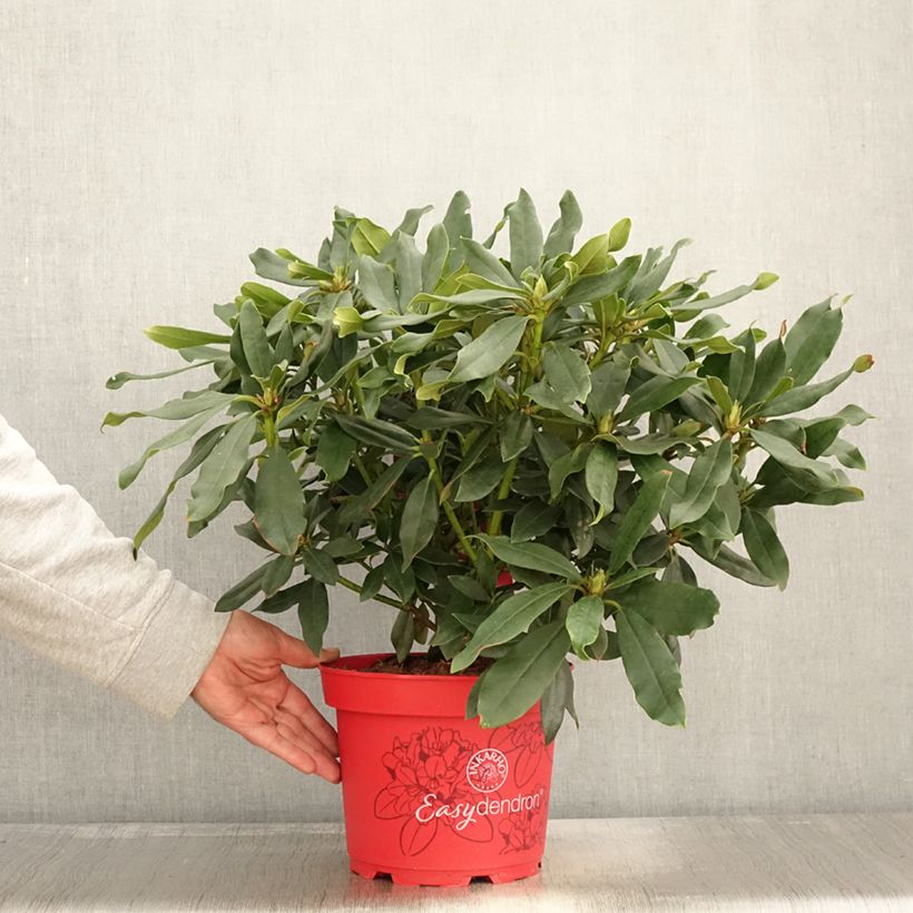 Rhododendron Easydendron INKARHO Madame Masson - Pot de 4L/5L sample as delivered in autumn