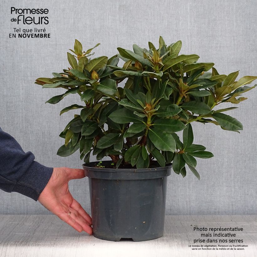 Rhododendron Golden Torch - Rhododendron nain Pot de 3L/4L sample as delivered in autumn