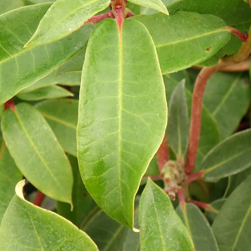 Rhododendron Halfdan Lem (Foliage)