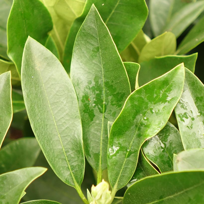 Rhododendron Blue Jay (Foliage)