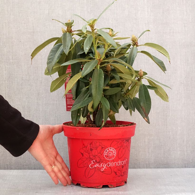 Rhododendron Easydendron Rabatz Inkarho 4L/5L potShipped height around 25/30cm sample as delivered in winter