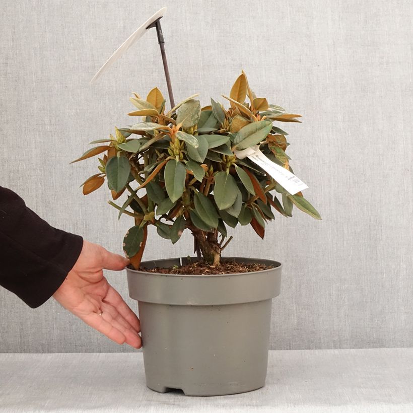 Rhododendron Easydendron INKARHO Rusty Dane 4L/5L potShipped height around 30/+cm sample as delivered in winter