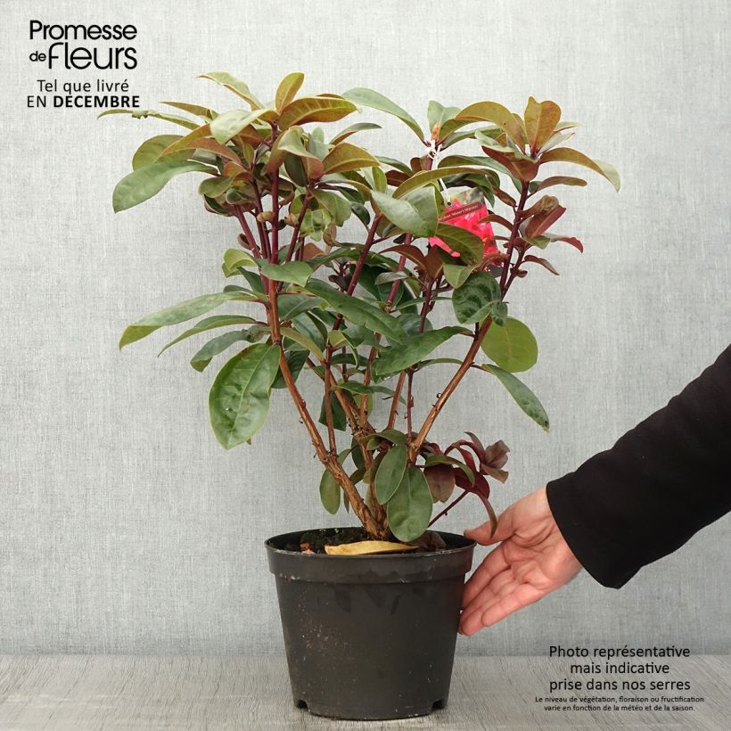 Rhododendron hybride Moser's Maroon en pot de 4/5L sample as delivered in autumn