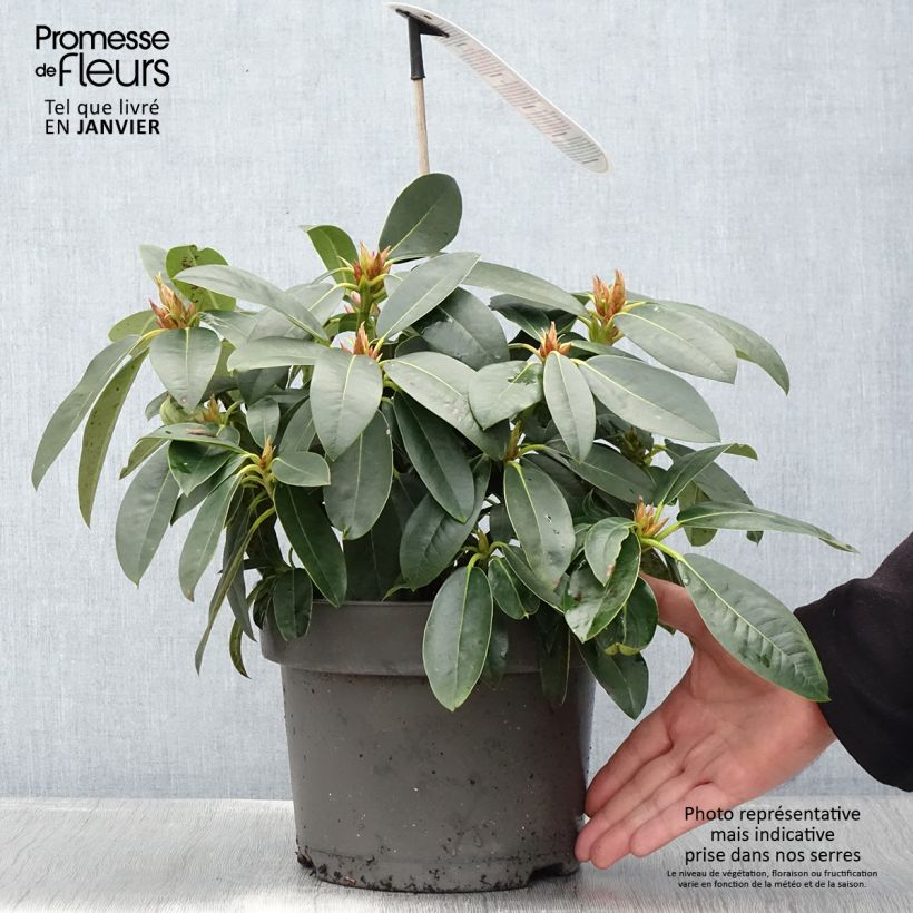 Rhododendron hybride Raphaela - Pot de 4L/5L sample as delivered in winter