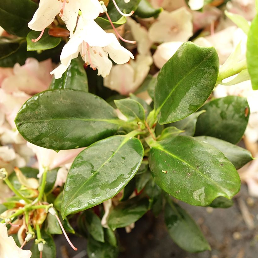 Rhododendron INKARHO Brasilia (Foliage)