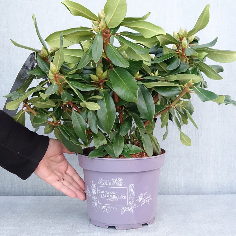 Rhododendron Lilac Dufthecke Inkarho - Rhododendron, Azalea 4L/5L potShipped height around 25/30cm sample as delivered in winter