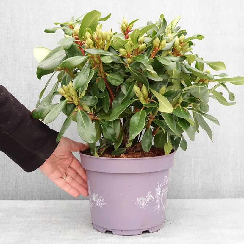 Rhododendron Rosa Dufthecke Inkarho 4L/5L potShipped height around 25/30cm sample as delivered in winter