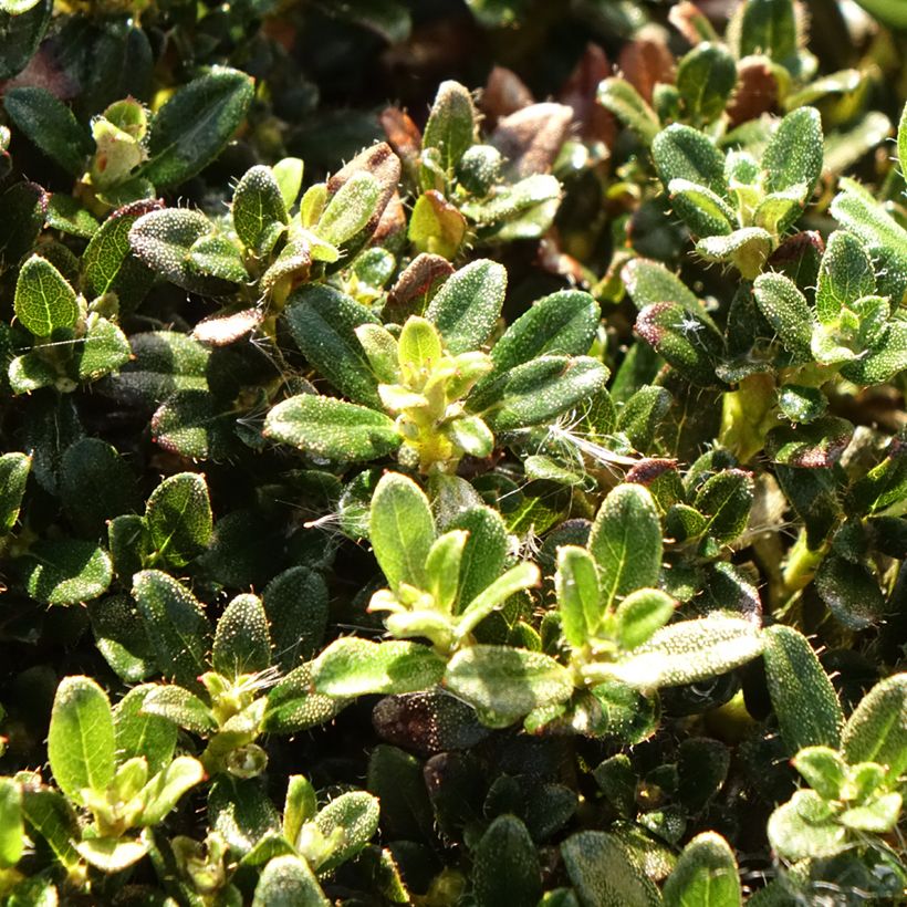 Rhododendron keleticum  (Foliage)