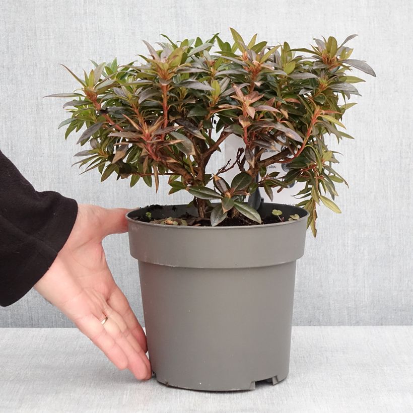 Rhododendron Robert Seleger 3L/4L potShipped height around 20/25cm sample as delivered in winter