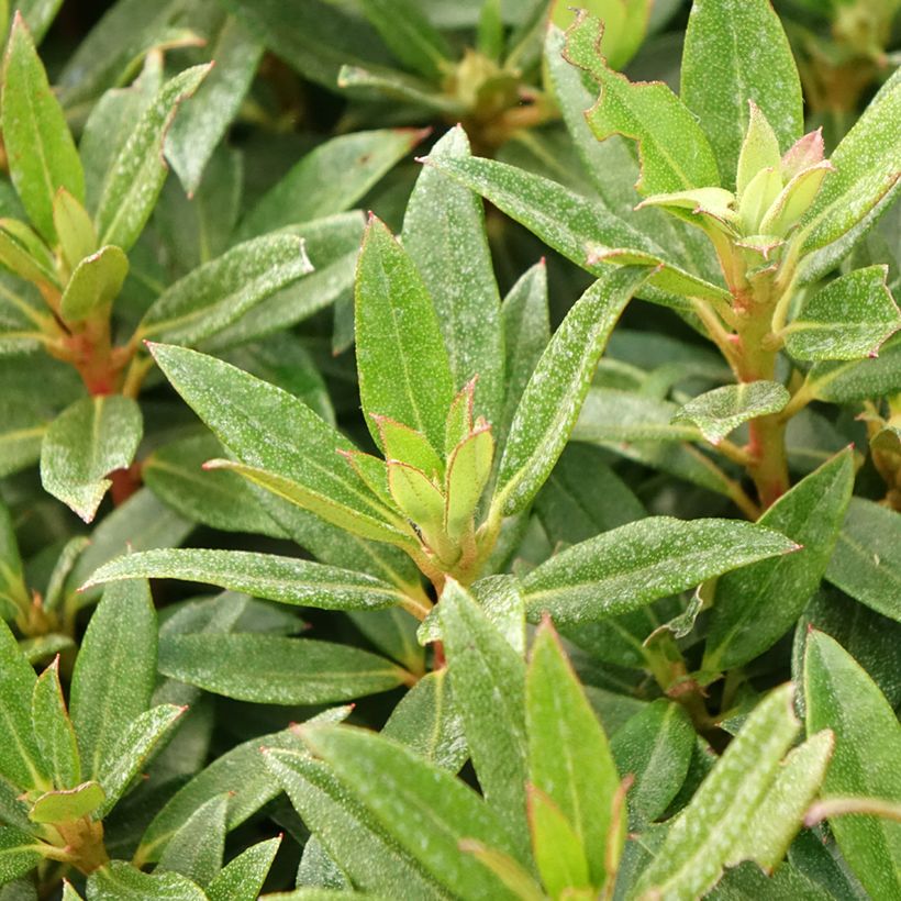 Rhododendron Lilly Bell Pearl (Foliage)