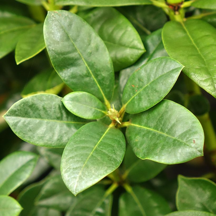 Rhododendron Mrs T.H. Lowinsky (Foliage)