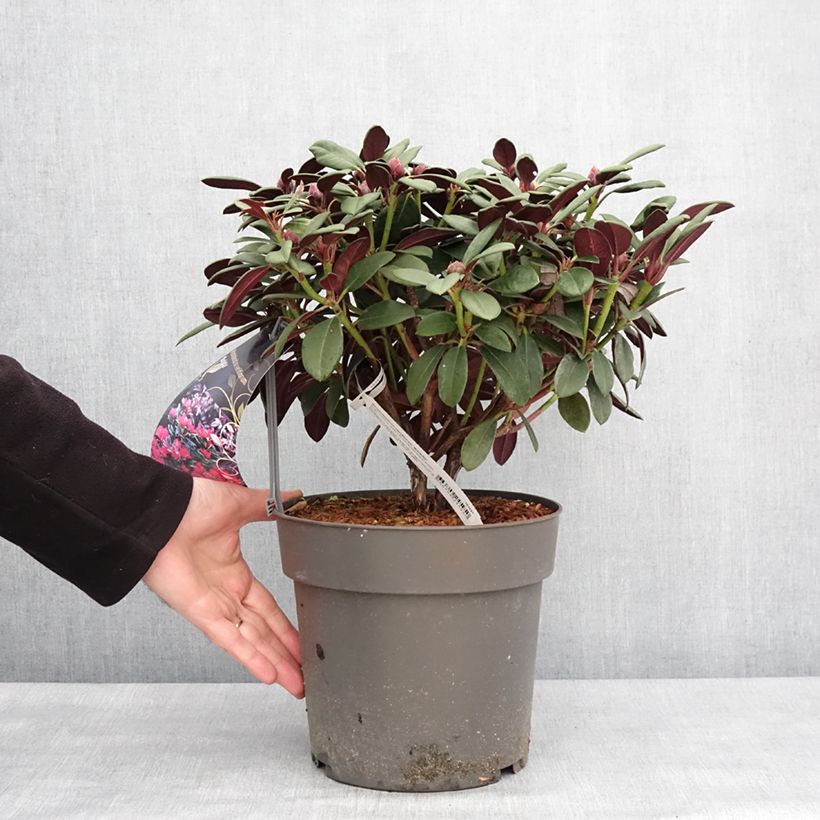 Rhododendron Burletta 6L/7L potShipped height around 30/40cm sample as delivered in winter