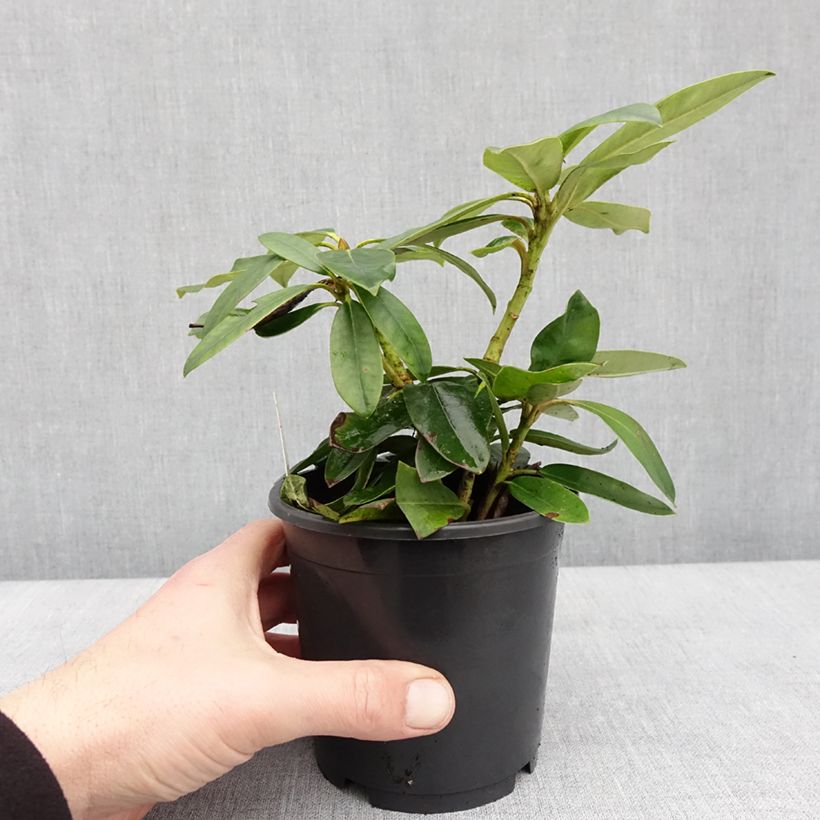 Rhododendron yakushimanum Percy Wiseman 12cm pot sample as delivered in winter