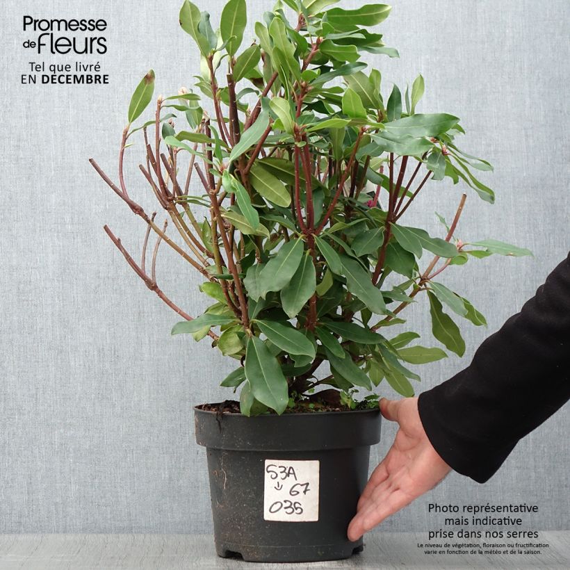 Rhododendron ponticum Roseum en pot de 4L/5L sample as delivered in autumn