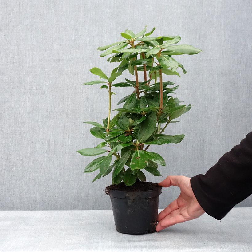 Rhododendron catawbiense Roseum Elegans 12cm pot sample as delivered in winter