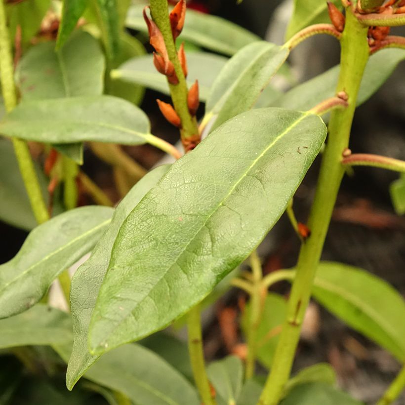 Rhododendron Sappho (Foliage)