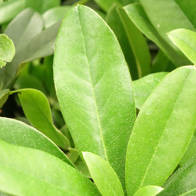 Rhododendron Scyphocalyx (Foliage)