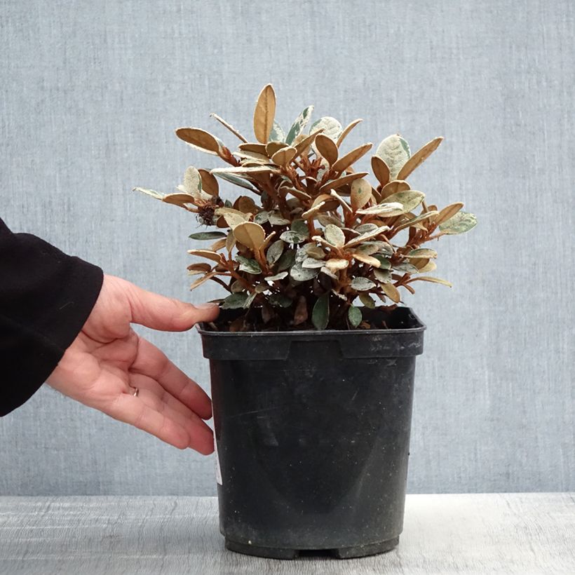 Rhododendron tsariense - rhododendron botanique Pot de 3L/4L sample as delivered in spring