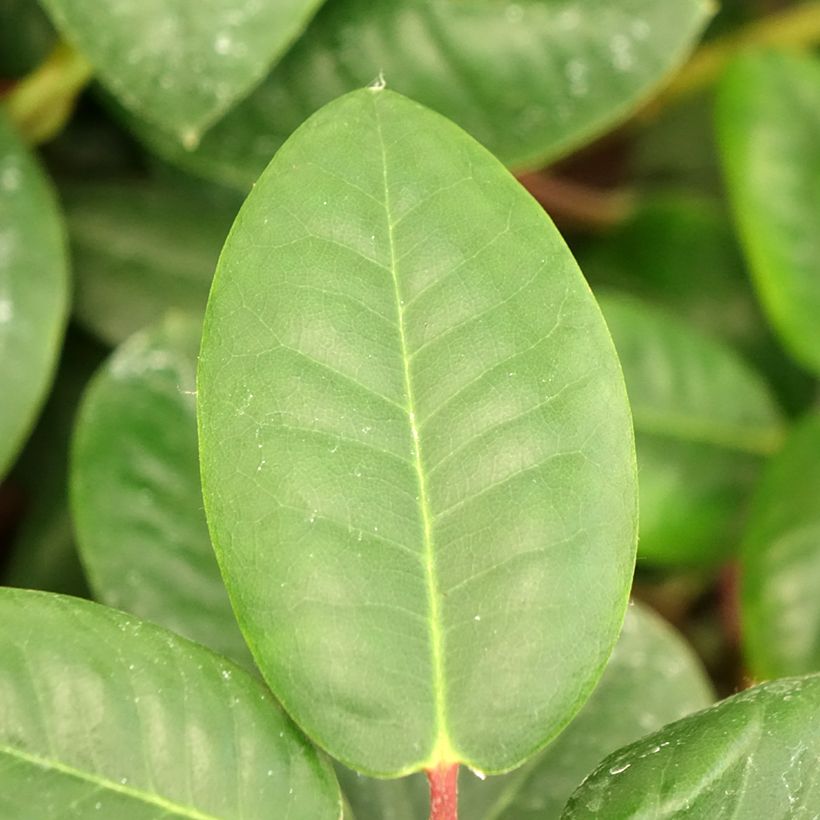 Rhododendron Gartendirektor Rieger (Foliage)