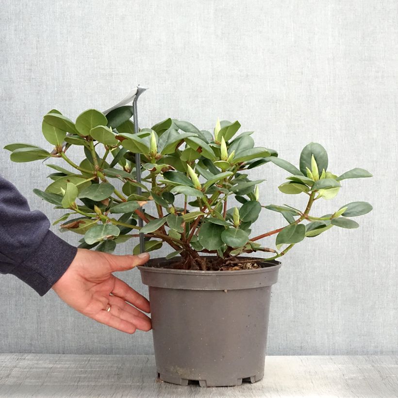 Rhododendron Gartendirektor Rieger 4L/5L potShipped height around 30/40cm sample as delivered in spring