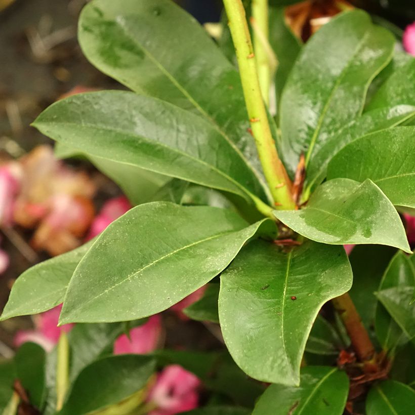 Rhododendron XXL (Foliage)