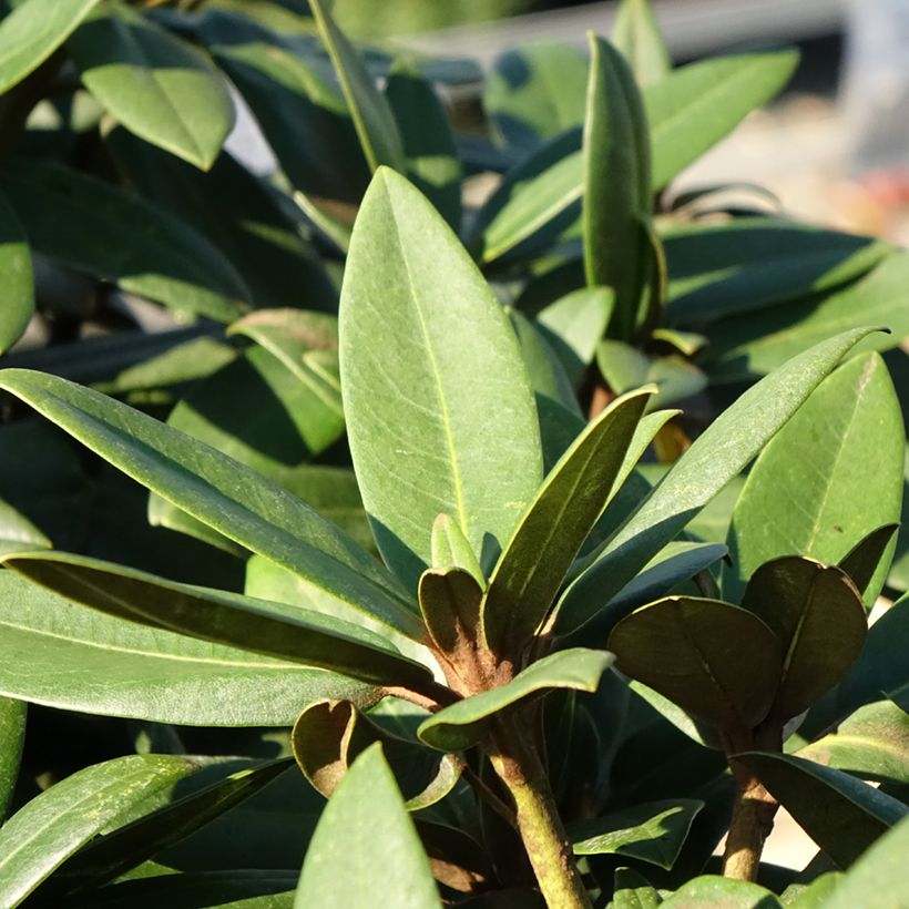 Rhododendron Anuschka (Foliage)