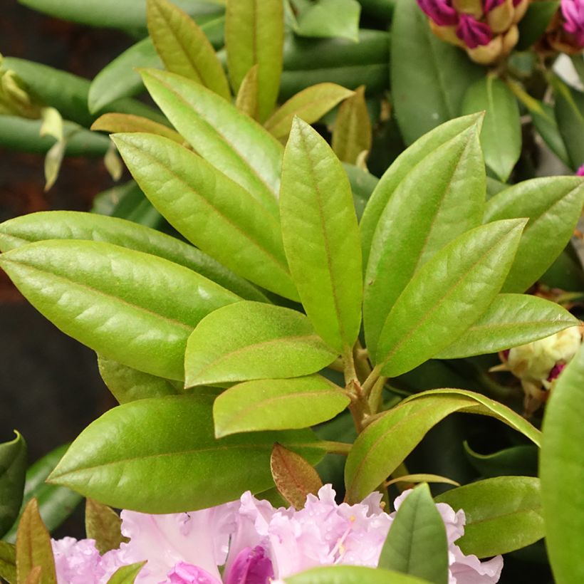 Rhododendron yakushimanum Caroline Allbrook (Foliage)