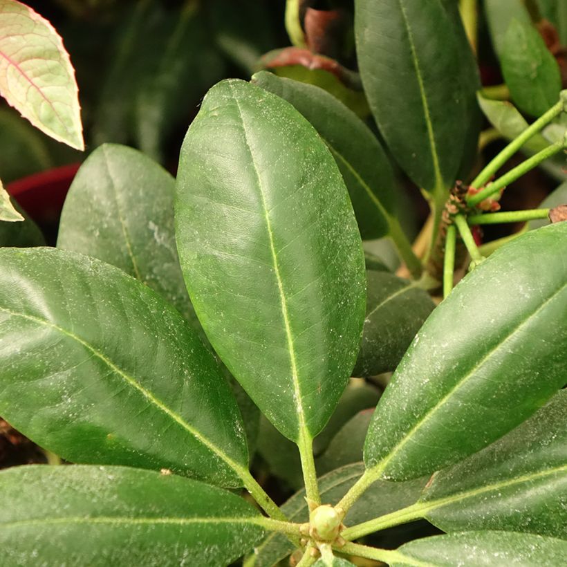 Rhododendron yakushimanum Easydendron Bohlkens Laura (Foliage)