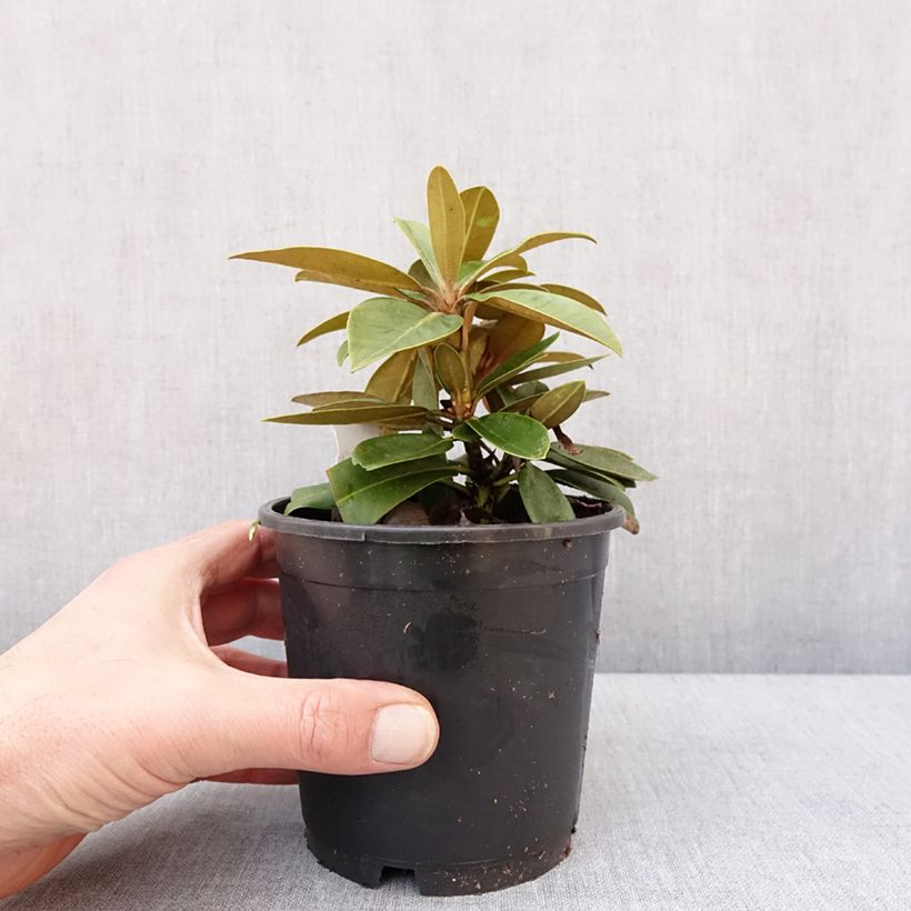 Rhododendron Morgenrot 12cm pot sample as delivered in winter