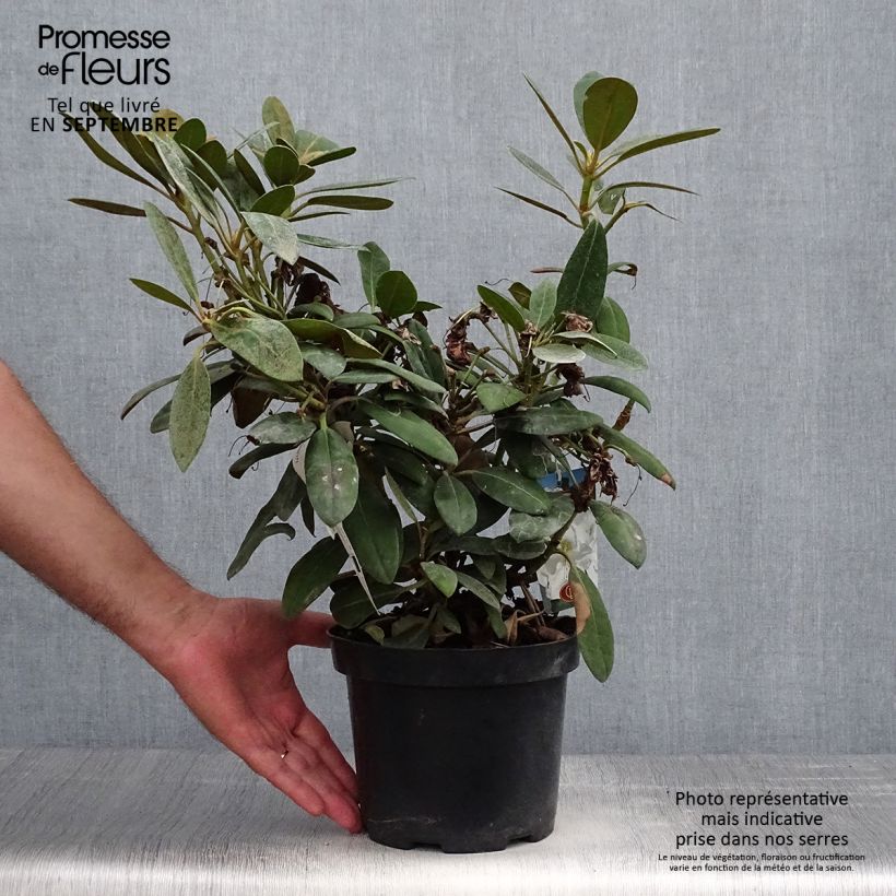 Rhododendron yakushimanum Porzellan - Rhododendron nain Pot de 3L/4L sample as delivered in autumn