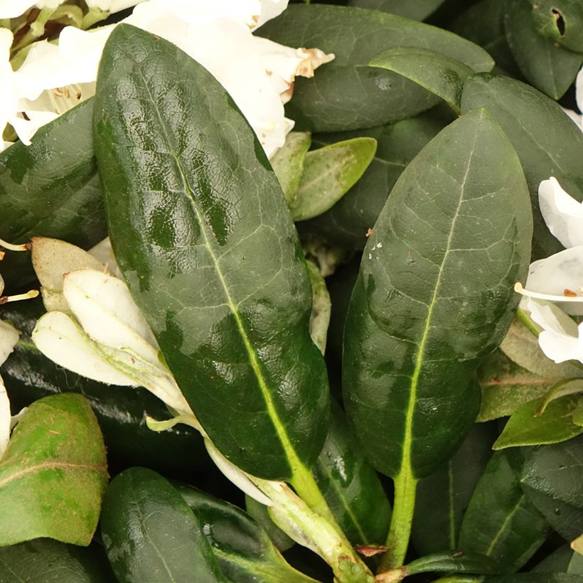 Rhododendron yakushimanum Porzellan (Foliage)