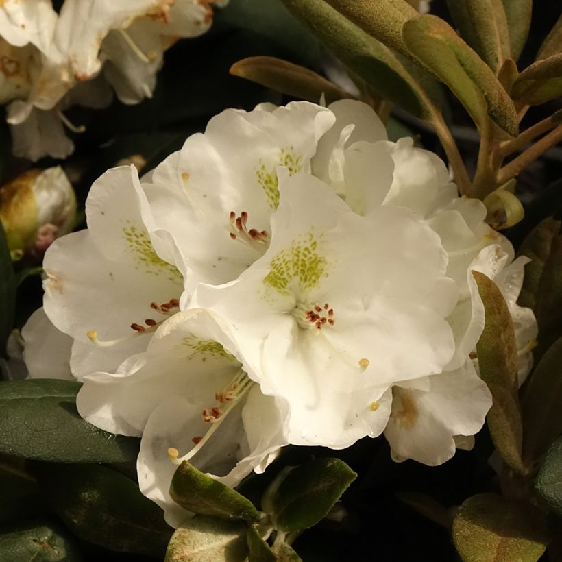 Rhododendron yakushimanum Porzellan (Flowering)