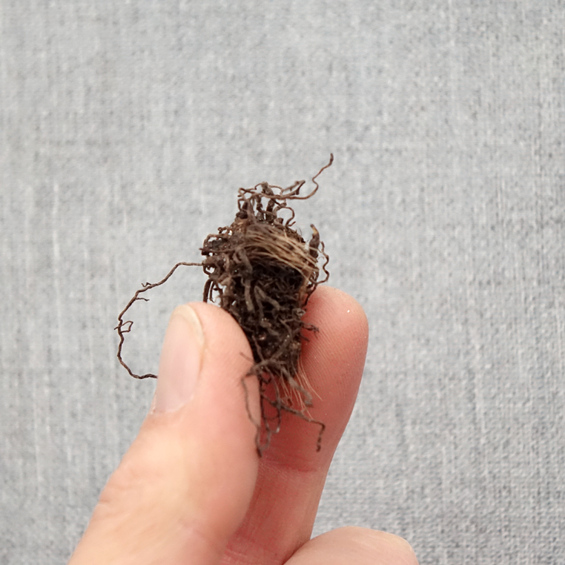 Rhodohypoxis Rose Queen Bulbe sample as delivered in spring