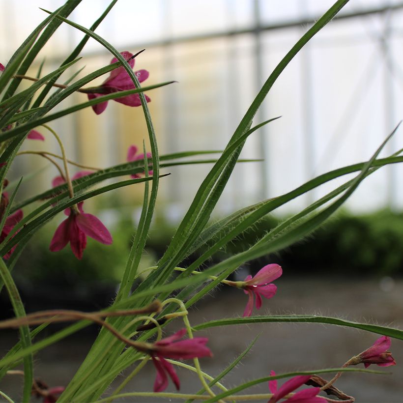 Rhodohypoxis Beverly (Foliage)