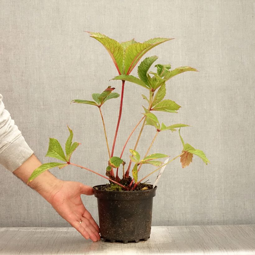 Rodgersia pinnata Chocolate Wings en pot de 2/3 litres sample as delivered in autumn