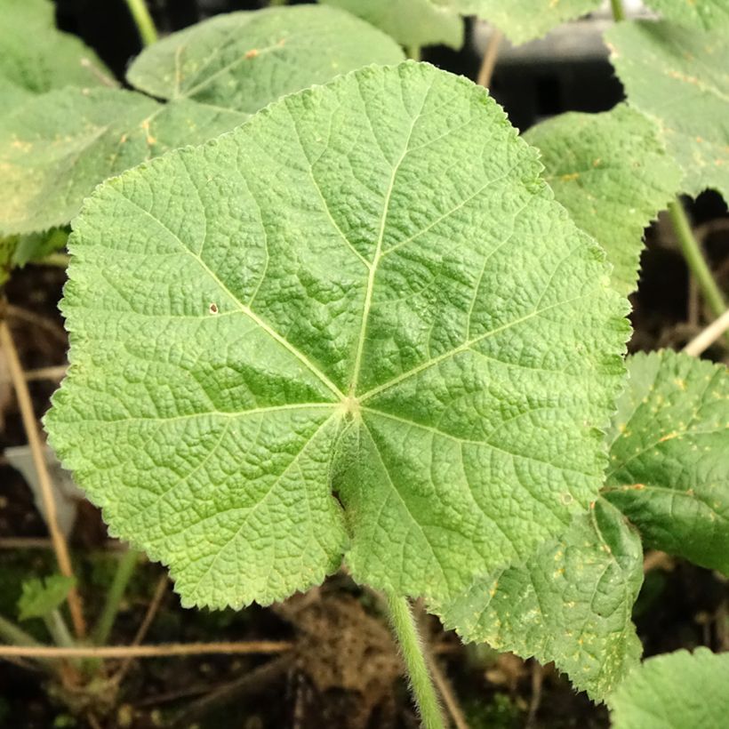 Alcea rosea Sunshine - Hollyhock (Foliage)