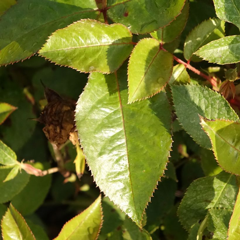 Rosa x floribunda Abbatiale de Pontigny - Floribunda Rose (Foliage)