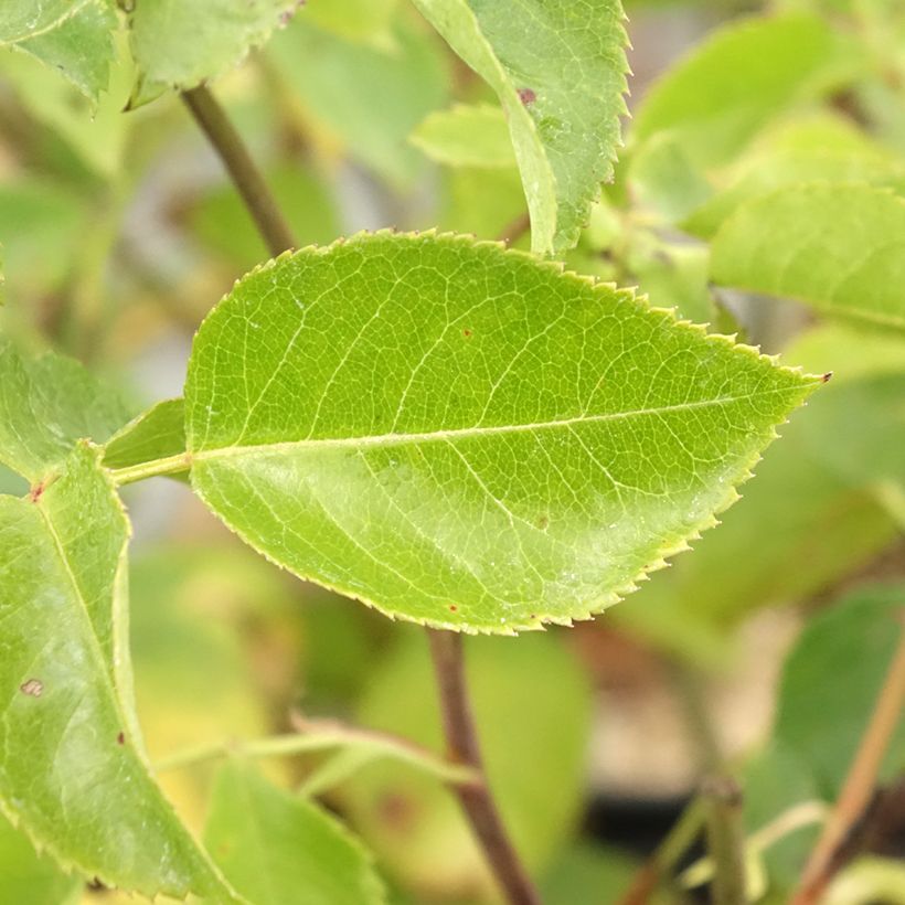 Rosa Bluebell - Floribunda Rose (Foliage)