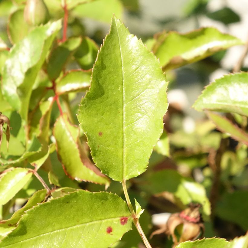 Rosa Botticelli (Foliage)