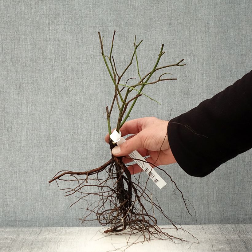 Rosa Burgundy Ice - Floribunda Rose Bare root sample as delivered in winter